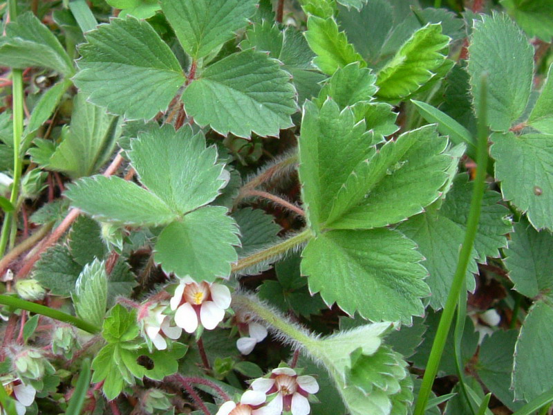 Potentilla micrantha / Cinquefoglia fragola-secca